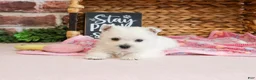 West Highland Terrier dogs for sale: Bonnie - Ad 3