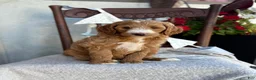 Goldendoodle dogs for sale: Capri - Ad 3
