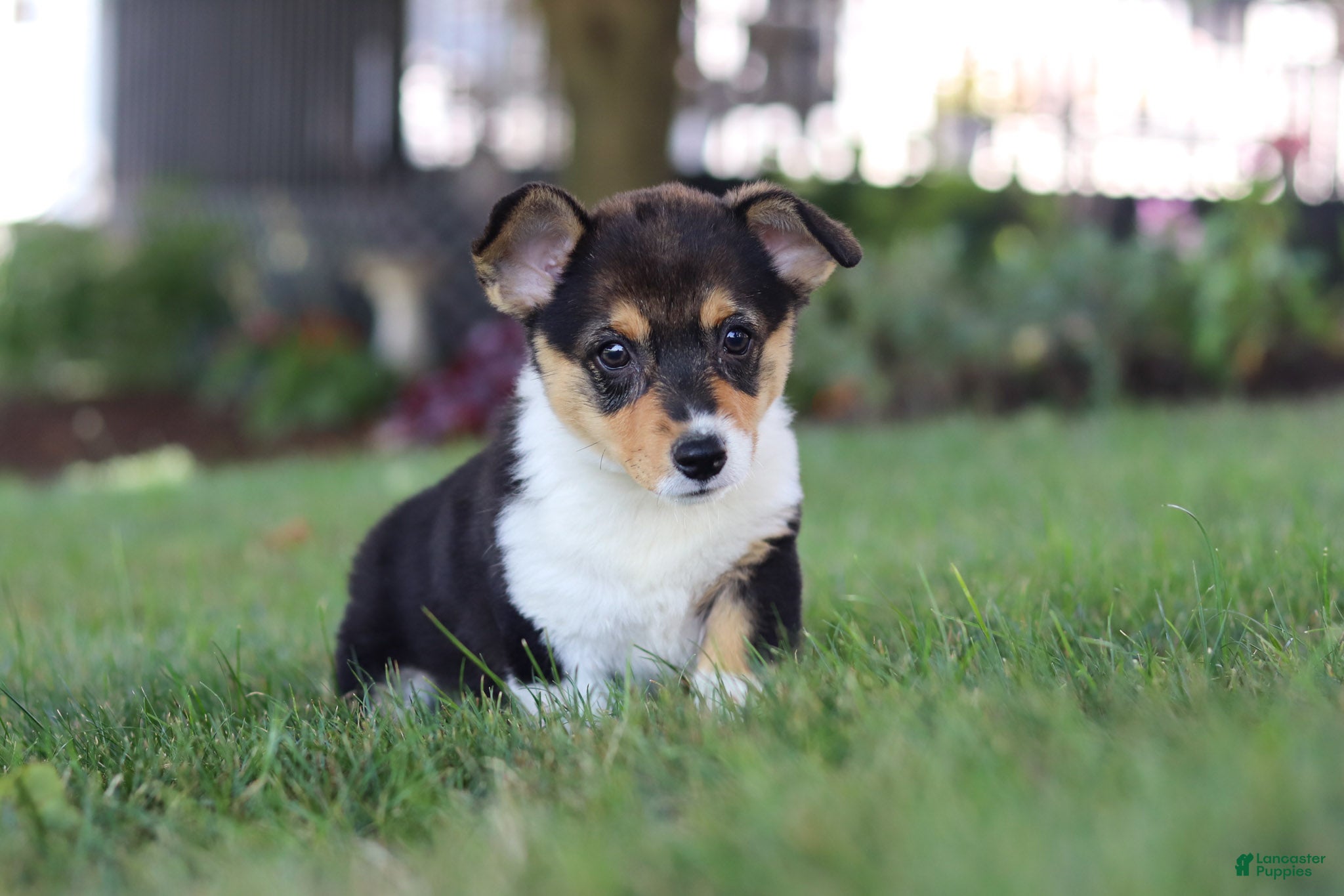 Welsh Corgi Pembroke dogs Debbie - Ad 1