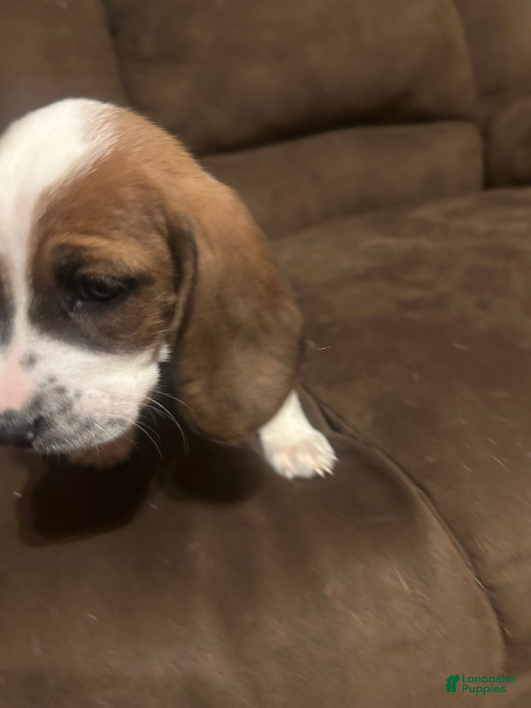 Basset Hound dogs for sale: Max - Ad 6