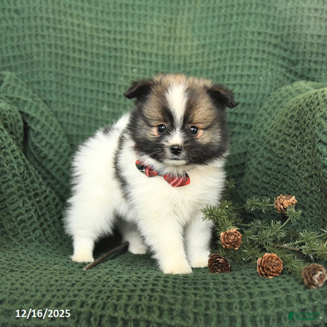 Pomeranian dogs for sale: Dallas - Ad 4