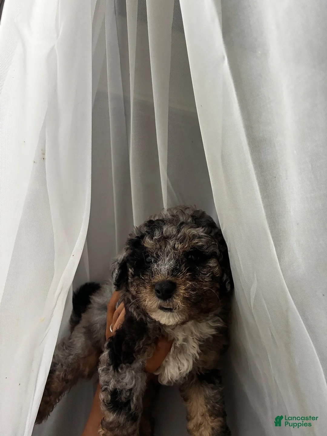 Toy Poodle dogs for sale: Leah  - Ad 6