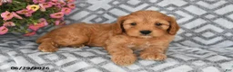 Cavapoo dogs for sale: Theo - Ad 4