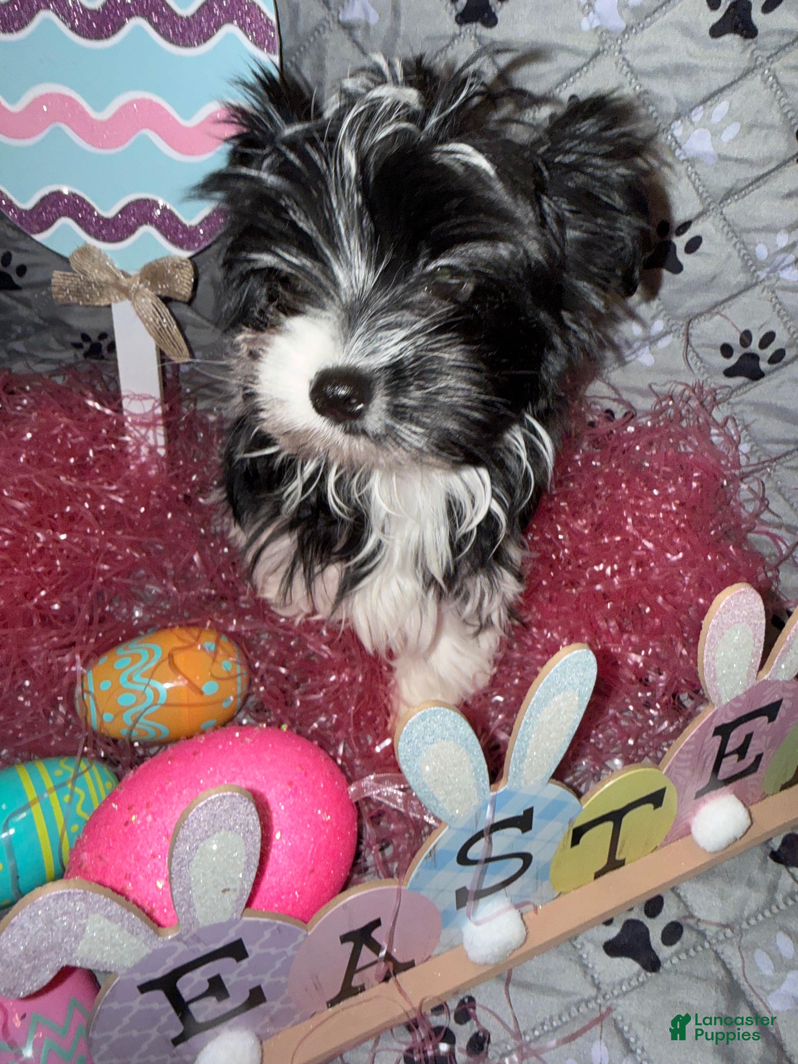 Yorkshire Terrier dogs for sale: Princess - Ad 5
