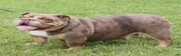 English Bulldog dogs for sale: Vince - Ad 6