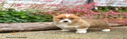 Welsh Corgi Pembroke dogs for sale: Patrick - Ad 3