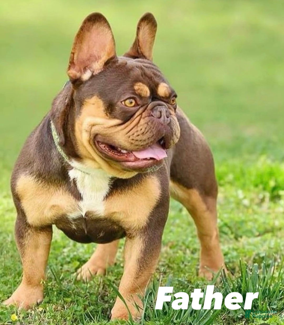 French Bulldog dogs for sale: French Bulldog Puppy 1 - Ad 5