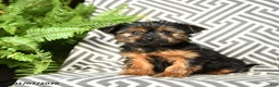 Yorkshire Terrier dogs for sale: Kermit - Ad 1