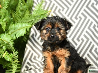 Yorkshire Terrier dogs Kermit - Ad 39