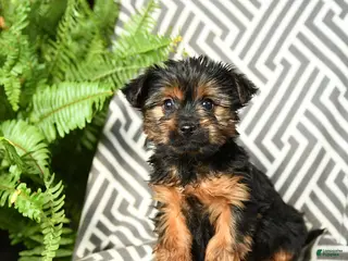 Yorkshire Terrier dogs Kermit - Ad 18