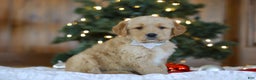 Golden Retriever dogs for sale: Dash - Ad 2