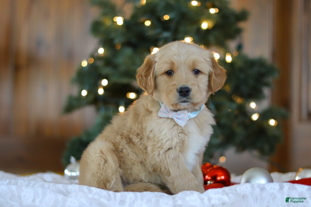 Golden Retriever dogs for sale: Dash - Ad 2