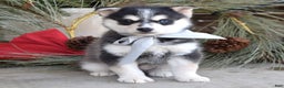 Pomsky dogs for sale: Skye - Ad 5