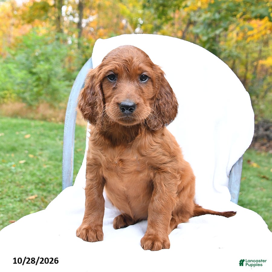 Irish Setter dogs for sale: Cleo - Ad 3
