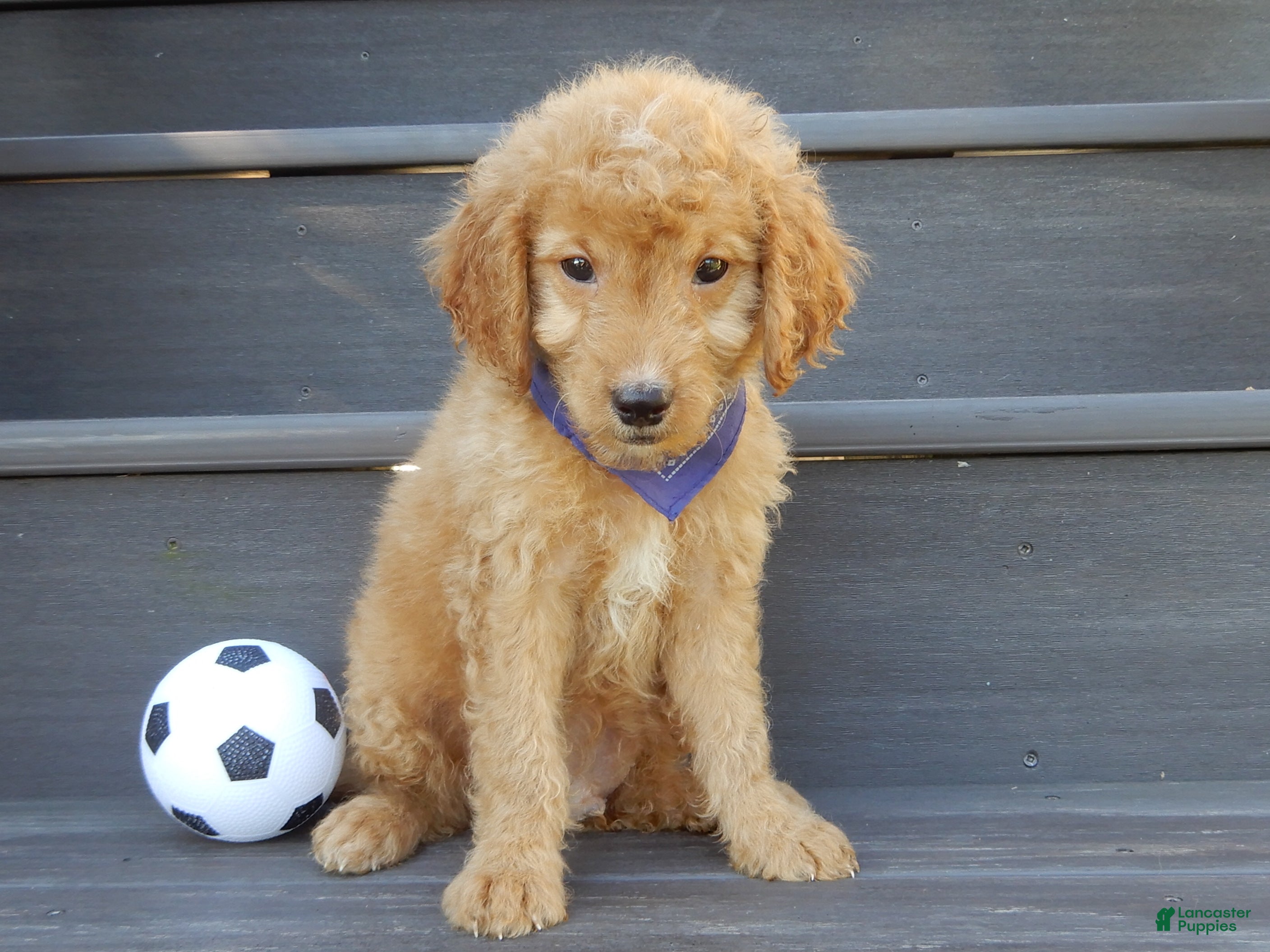 Mini Goldendoodle dogs Rover (medium) - Ad 2