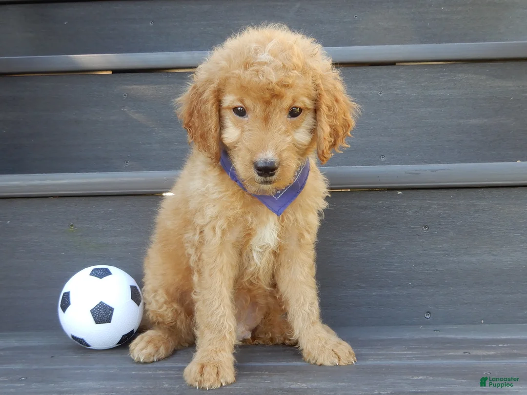 Mini Goldendoodle dogs for sale: Rover (medium) - Ad 2