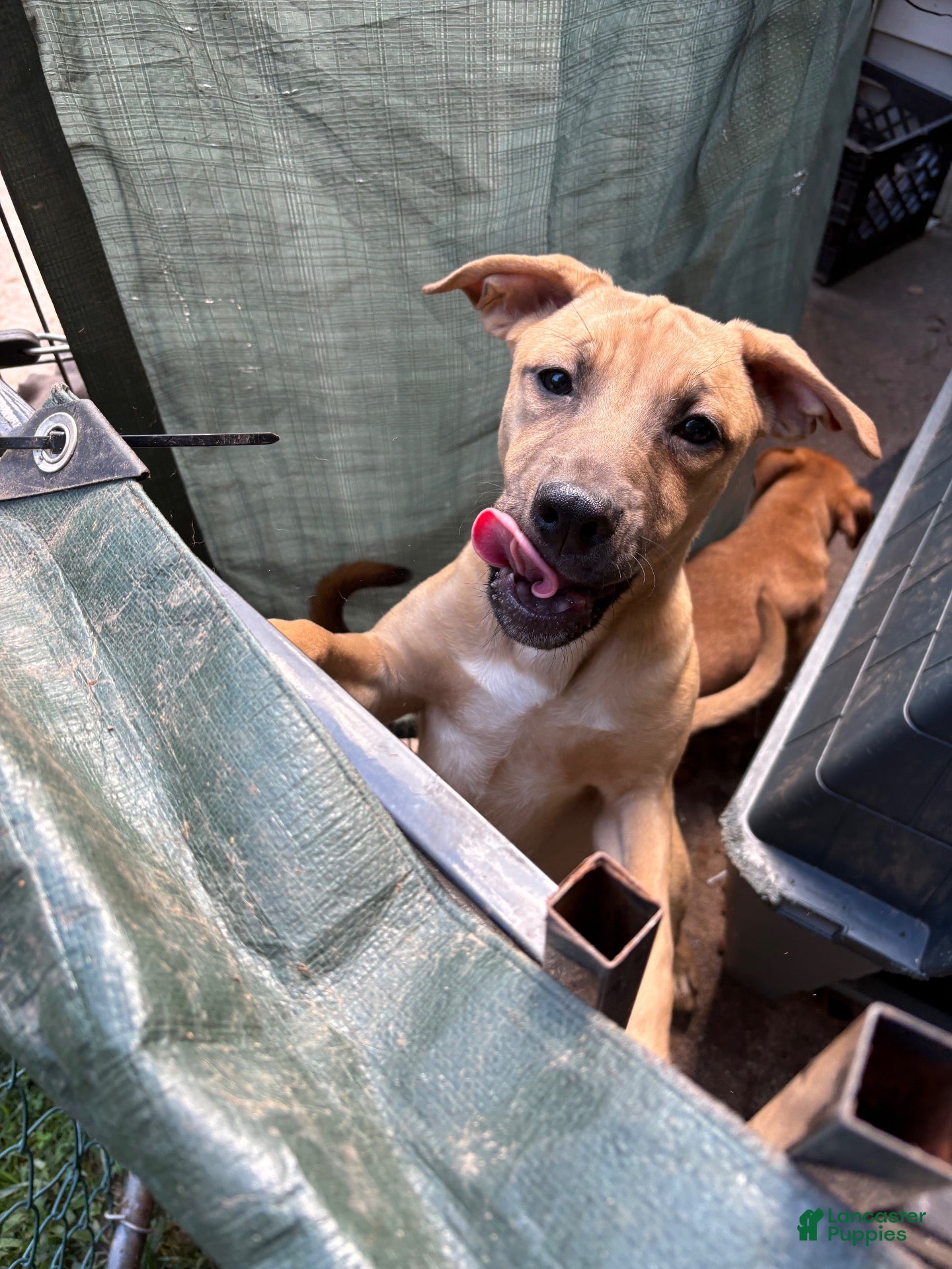 Mixed Breed dogs Sammy - Ad 12