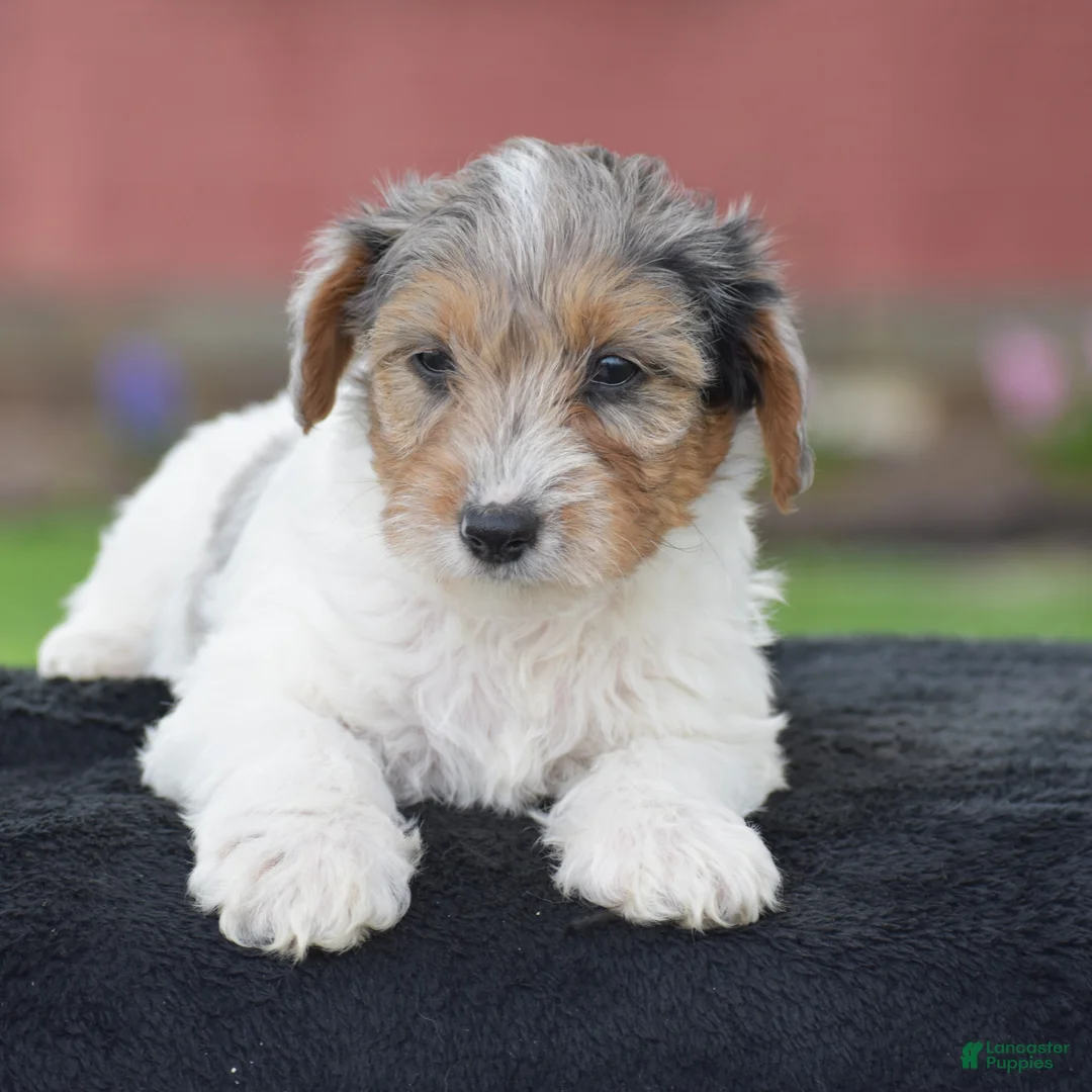Yorkiepoo dogs for sale: Verl - Ad 2