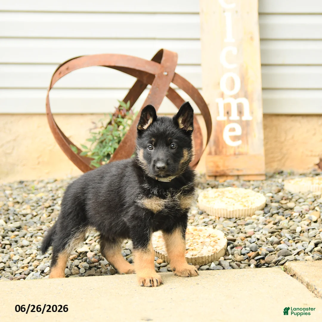 German Shepherd dogs for sale: Luke - Ad 1