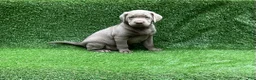 Labrador Retriever dogs for sale: Cole - Ad 4