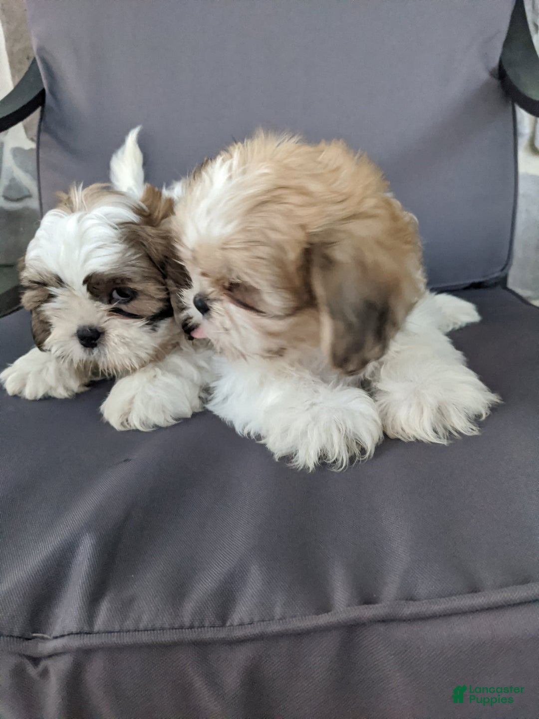 Shih Tzu dogs for sale: Cuddles - Ad 2