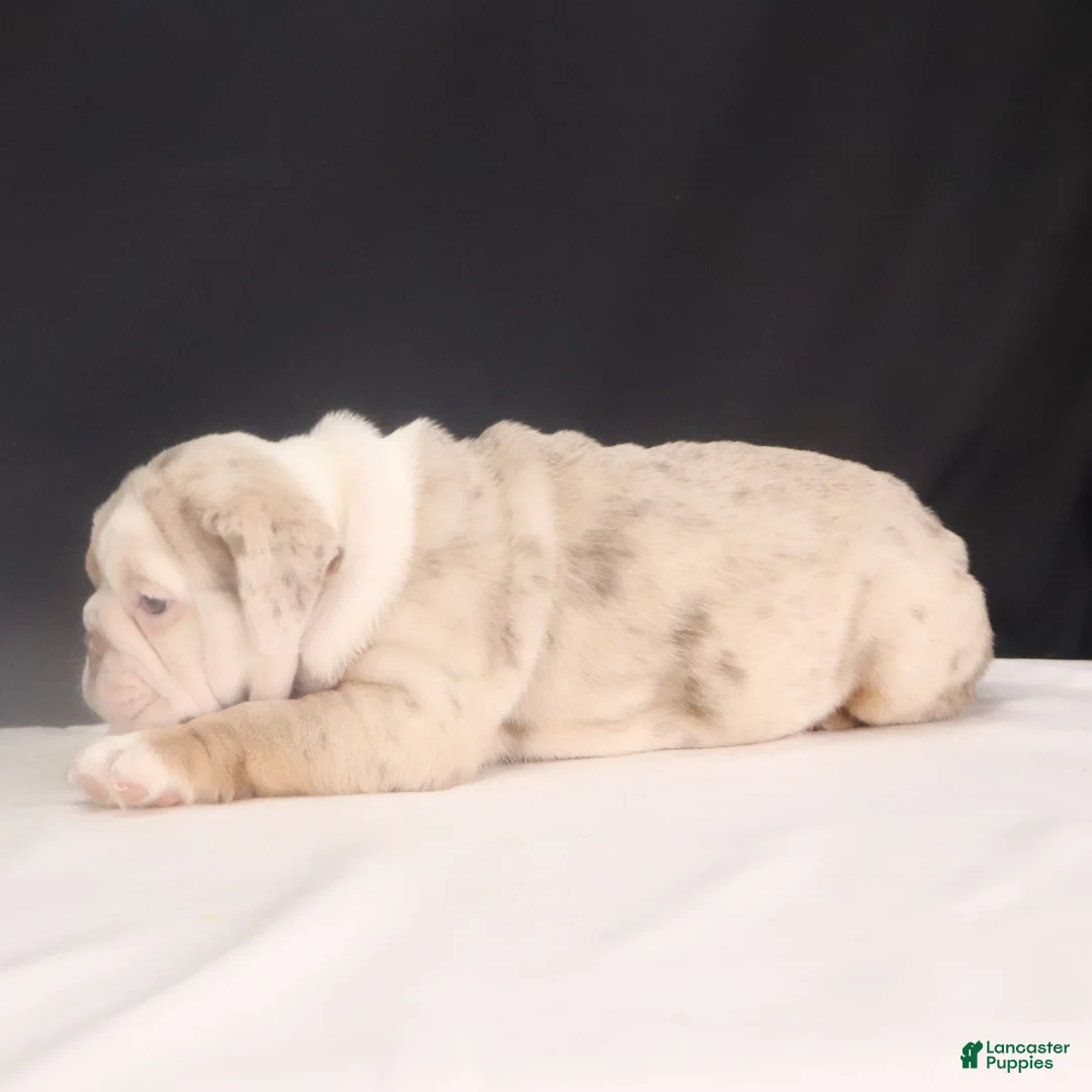 English Bulldog dogs for sale: Tammy - Ad 11