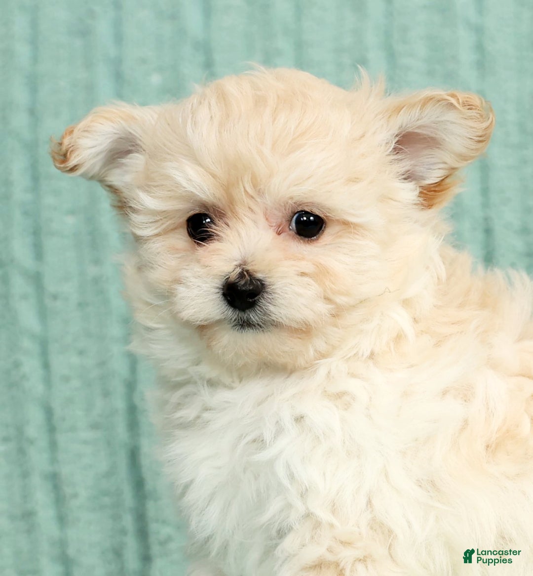 Pomapoo dogs for sale: Tammy - Ad 9