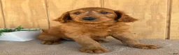 Goldendoodle dogs for sale: Gavin - Ad 28