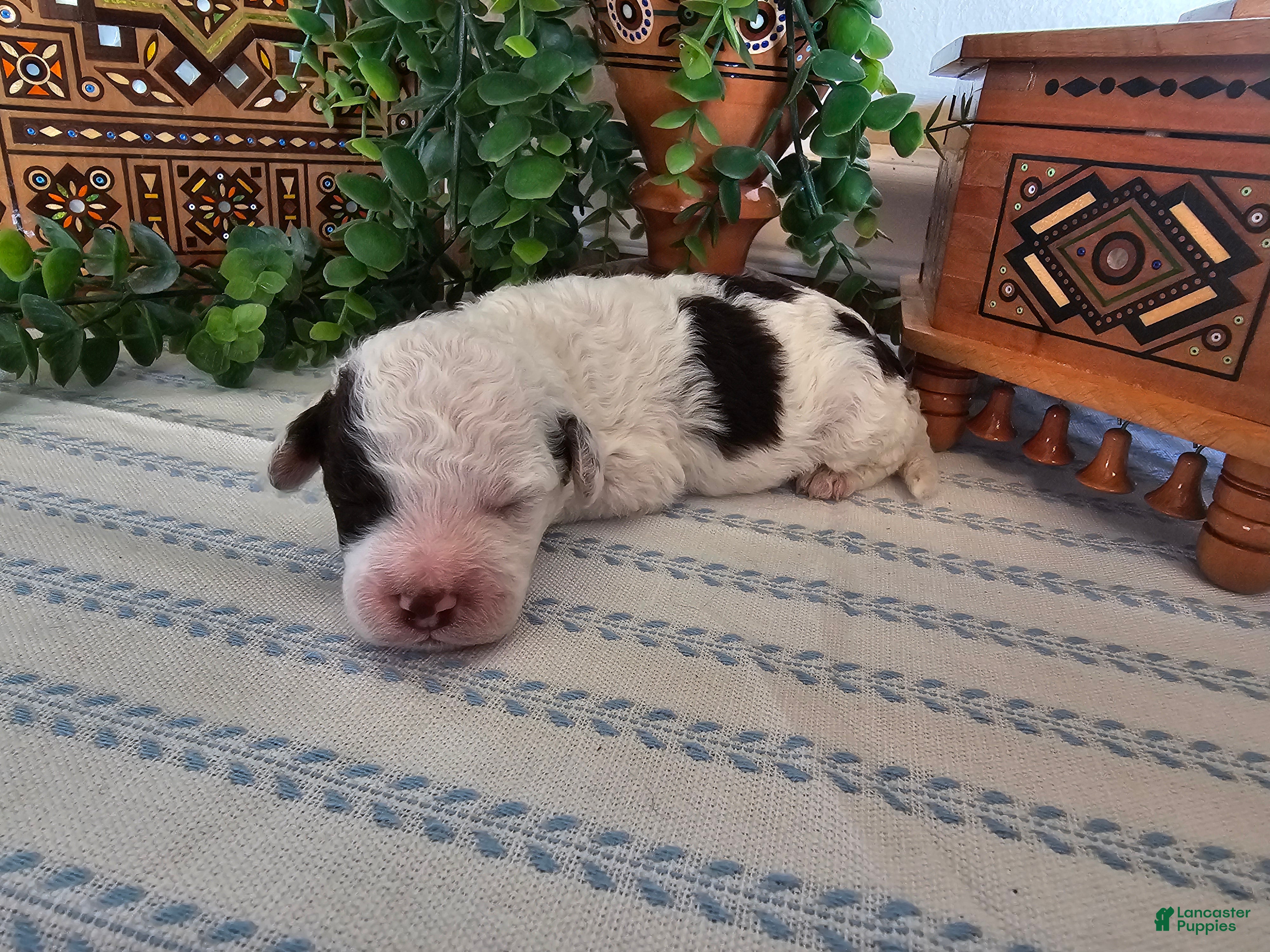 Mini Goldendoodle dogs Smores  - Ad 1