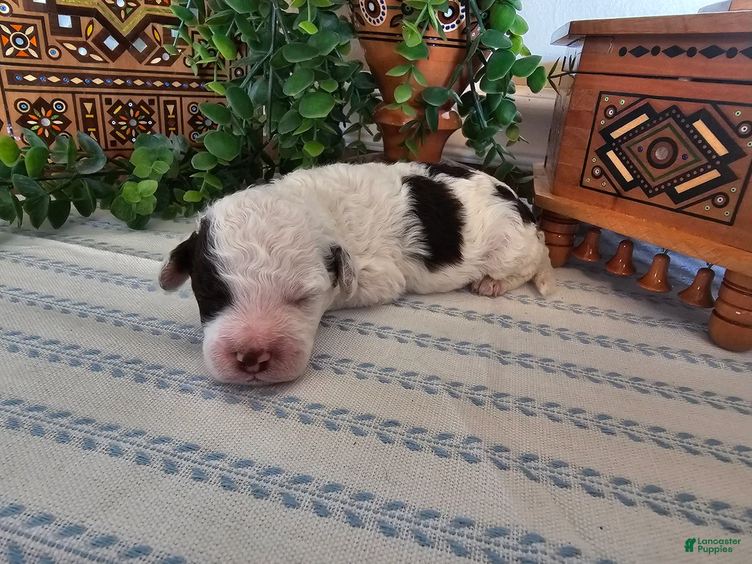 Mini Goldendoodle dogs for sale: Smores  - Ad 1