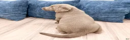 Labrador Retriever dogs for sale: Skye - Ad 6
