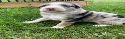 Australian Shepherd dogs for sale: Jack  - Ad 4