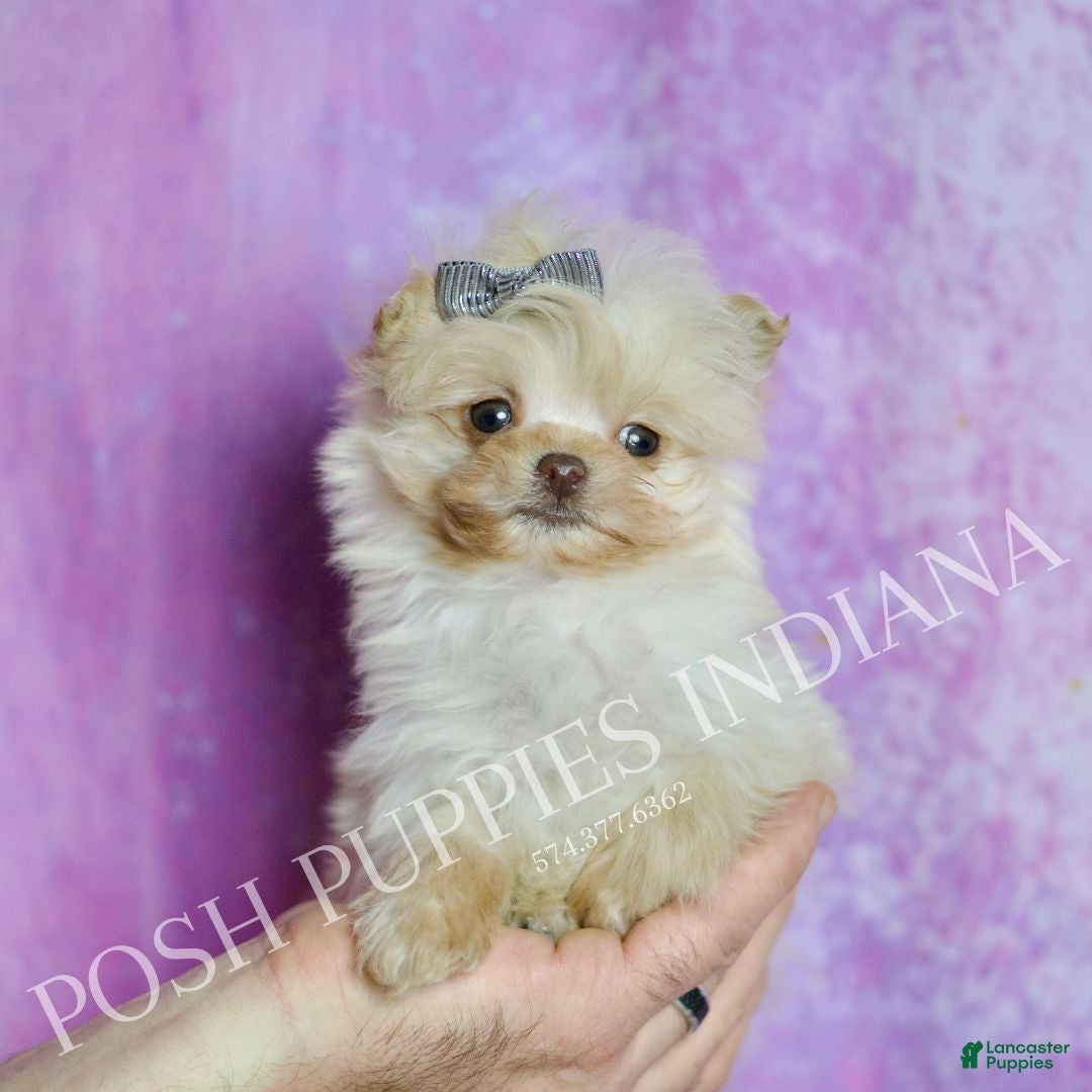 Pomapoo dogs Nugget - Ad 7
