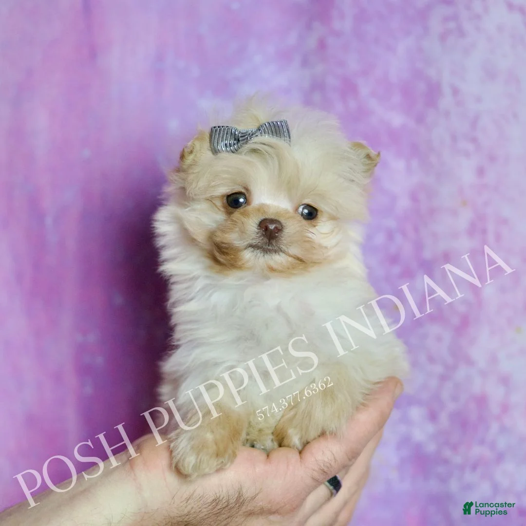 Pomapoo dogs for sale: Nugget - Ad 1