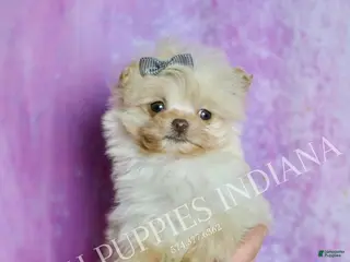 Pomapoo dogs Nugget - Ad 7