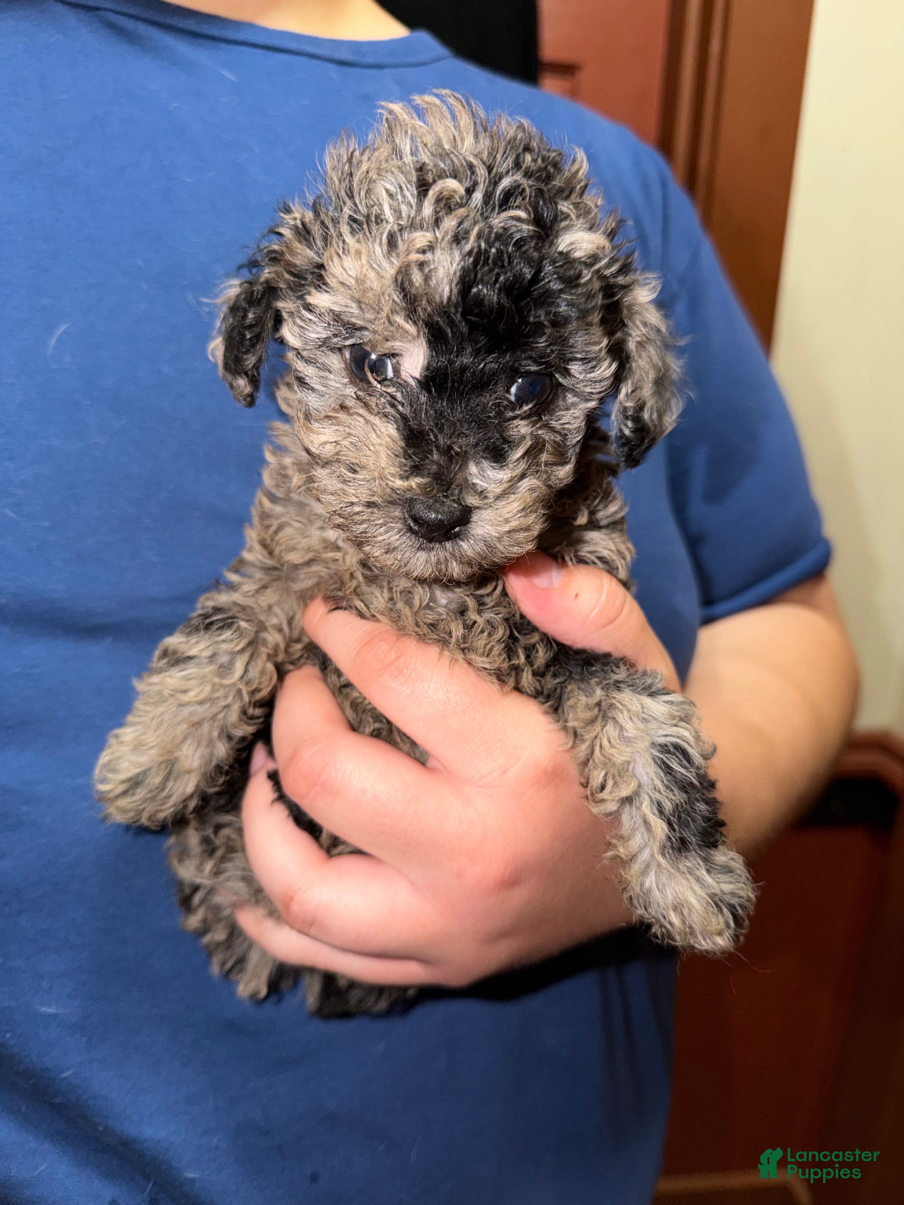 Toy Poodle dogs for sale: Toy Poodle 1 - Ad 2