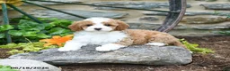 Mini Goldendoodle dogs for sale: Sandy - Ad 3