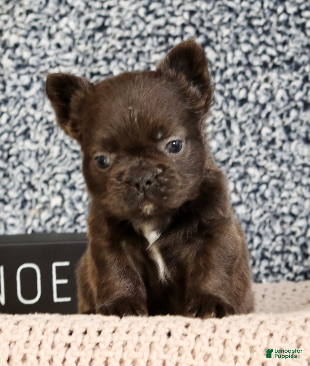 French Bulldog dogs for sale: Hank - Ad 6