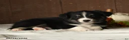 Mixed Breed dogs for sale: Almond - Ad 3