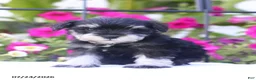 Miniature Schnauzer dogs for sale: Cliffton - Ad 1