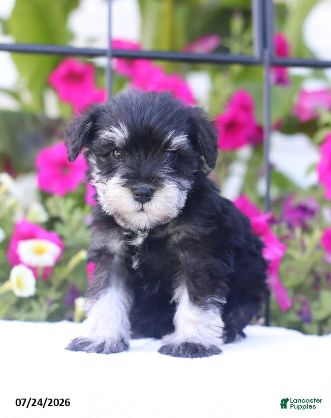 Miniature Schnauzer dogs for sale: Cliffton - Ad 1