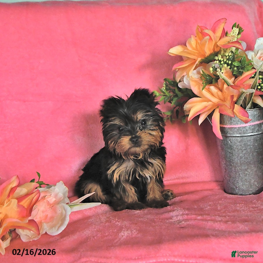 Yorkshire Terrier dogs Alyssa - Ad 1