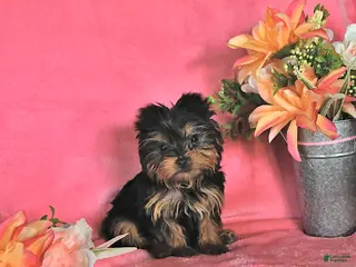 Yorkshire Terrier dogs for sale: Alyssa - Ad 1