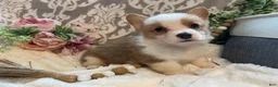 Welsh Corgi Pembroke dogs for sale: Scout - Ad 3