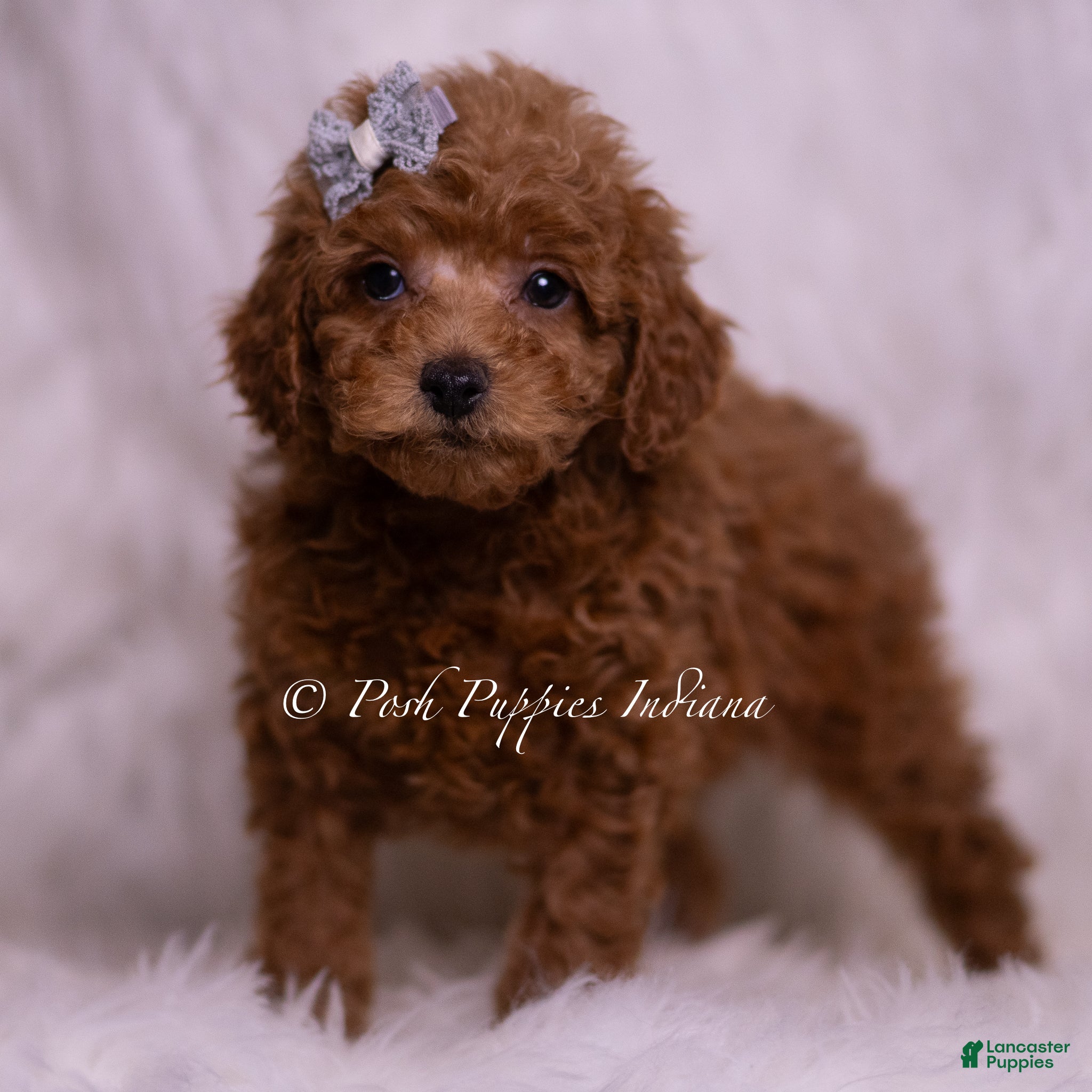 Maltipoo dogs Kash - Ad 31