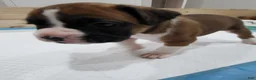 Boxer dogs for sale: DAYELA - Ad 5