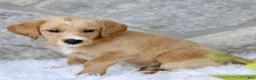 Labradoodle dogs for sale: Colton  - Ad 1