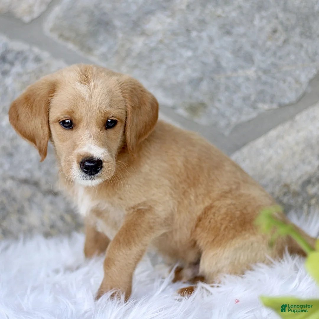 Labradoodle dogs for sale: Colton  - Ad 1