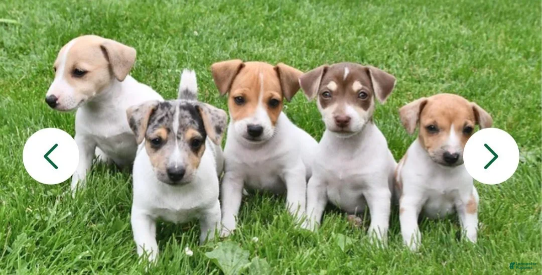 Jack Russell Terrier dogs for sale: Jack Russell Terrier 2 - Ad 2