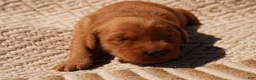 Golden Retriever dogs for sale: Daisy -AKC, Genetically Clear - Ad 65